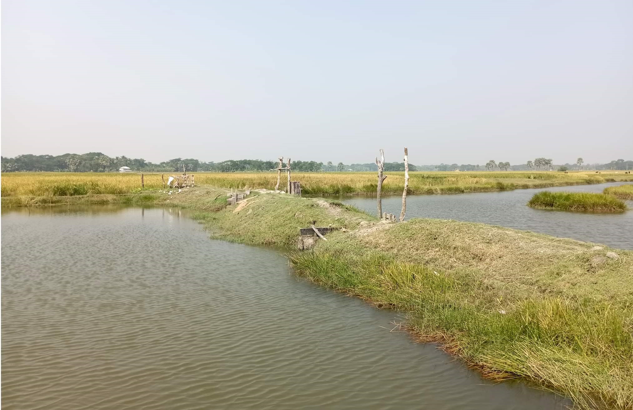রাঙ্গাবালীতে সরকারি খাল দখল করে প্রভাবশালীদের মাছ চাষ