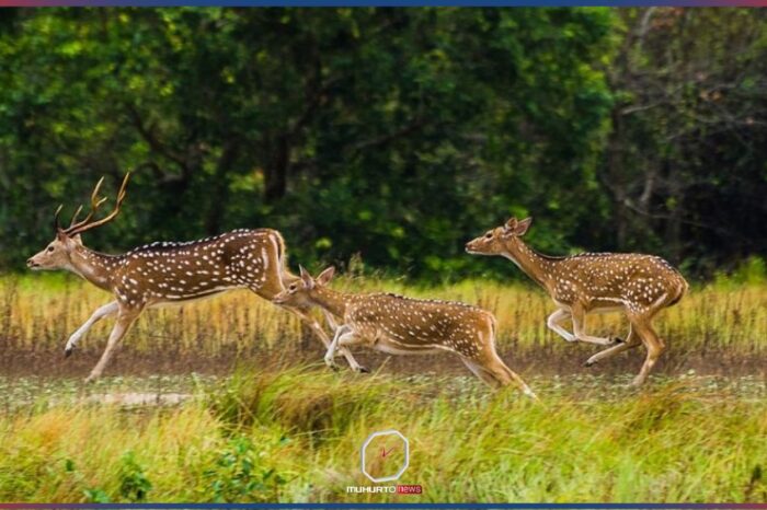আজ সুন্দরবন দিবস: বনের গভীর থেকে আসছে আকুতি