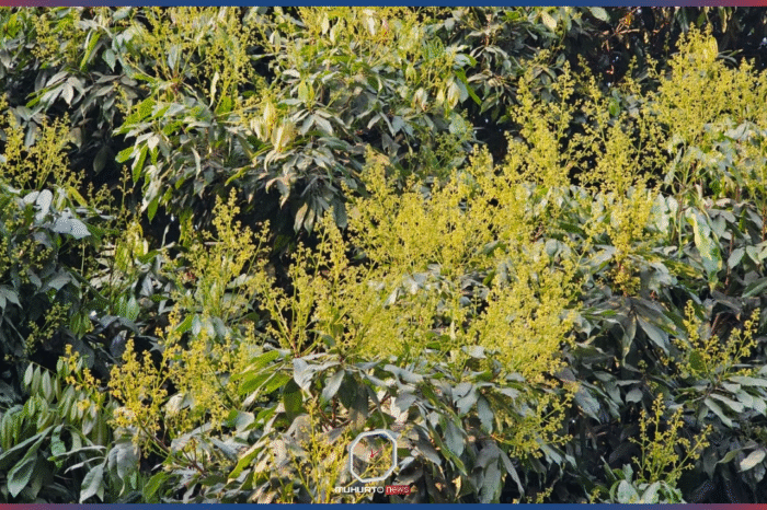 ব্যাপক ফলনে ৬০০ কোটি ছাড়াবে ঈশ্বরদীর লিচুর বাজার