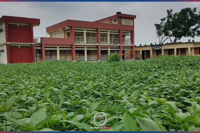 দপ্তরির চাকরি না পেয়ে স্কুলের মাঠে পাট চাষ!