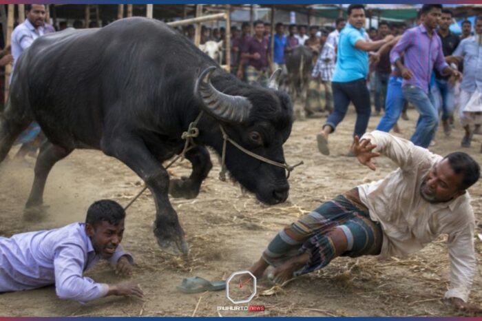 পশুর হাটে মহিষের আক্রমণে আহত দুজনের মৃত্যু