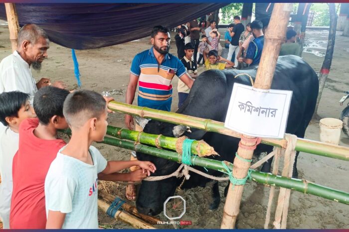 ময়মনসিংহের হাটে নজর কেড়েছে ৯০০ কেজির ‘কমিশনার’