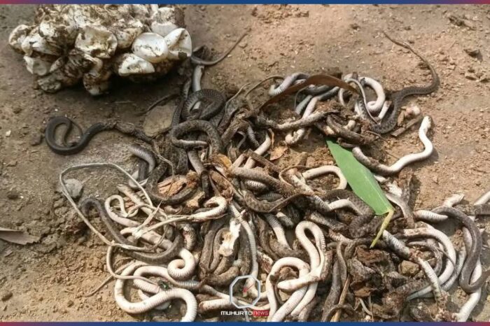 রান্নাঘরের চুলার নিচ থেকে ৮০টি বিষধর সাপ উদ্ধার