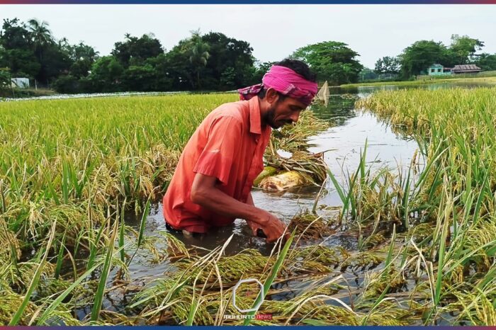 খালের মুখ বন্ধ করে মাছ চাষ, তলিয়ে গেল ২০ একর ধান
