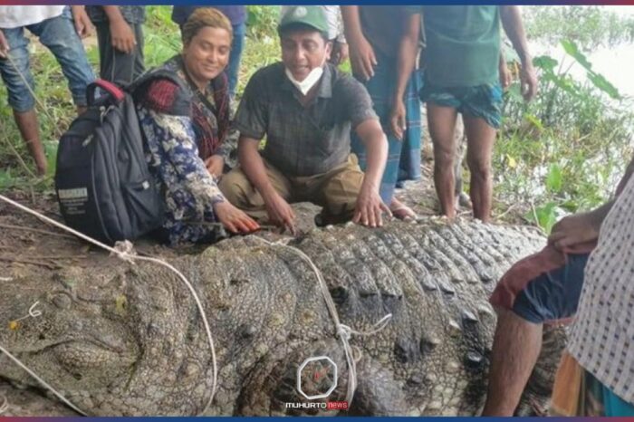 খুলনার রেসকিউ সেন্টারে নেওয়া হচ্ছে মাজারের কুমির