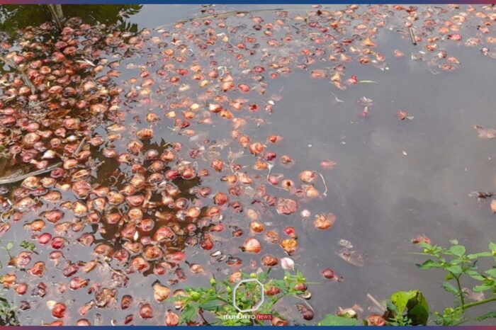 ফরিদপুরে ন্যায্যমূল্য নেই, ডোবায় ফেলা পেঁয়াজ!