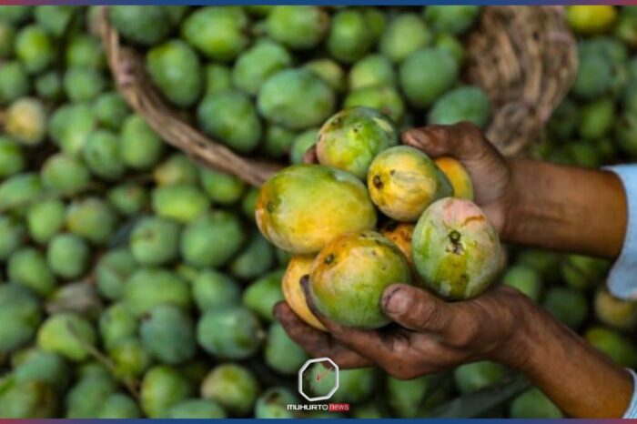 চার দেশে নিষিদ্ধ হলো ভারতীয় আম